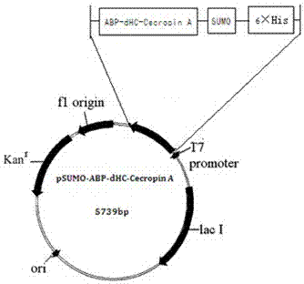 A kind of American white moth sumo‑abp‑dhc‑Cecropin A fusion protein and application thereof