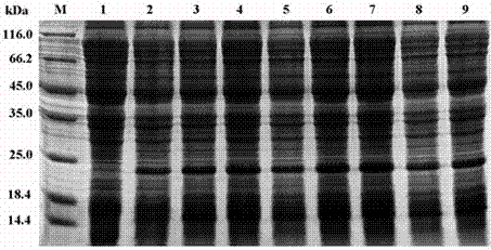 A kind of American white moth sumo‑abp‑dhc‑Cecropin A fusion protein and application thereof