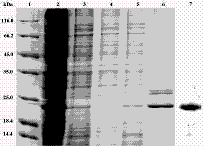 A kind of American white moth sumo‑abp‑dhc‑Cecropin A fusion protein and application thereof