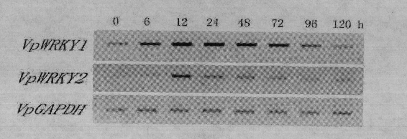 Grape pathogen inducible promoter separating method and application in breeding for disease resistance