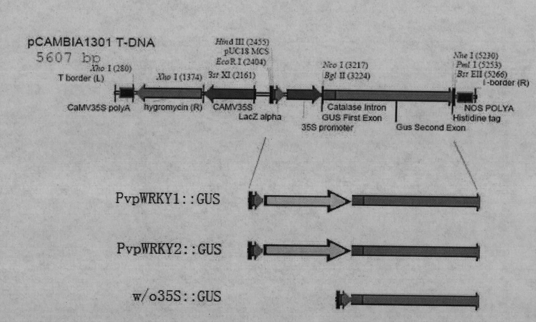 Grape pathogen inducible promoter separating method and application in breeding for disease resistance