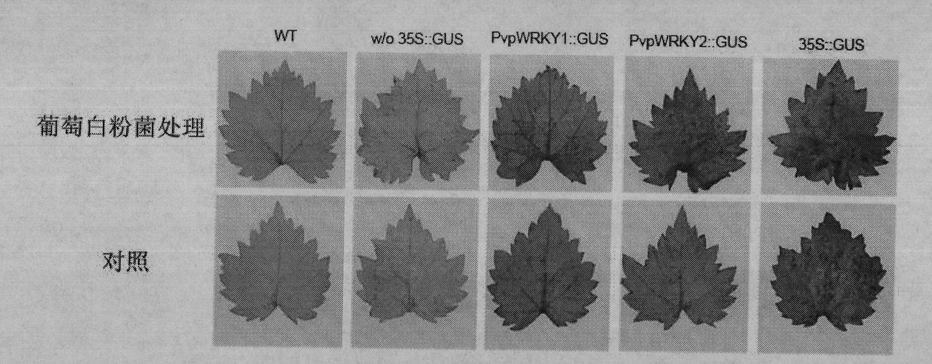 Grape pathogen inducible promoter separating method and application in breeding for disease resistance