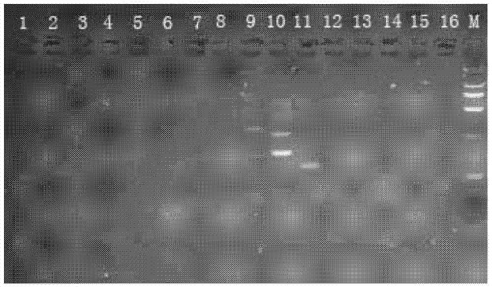 A functional marker of rice temperature-sensitive sterile gene tms5 and its application