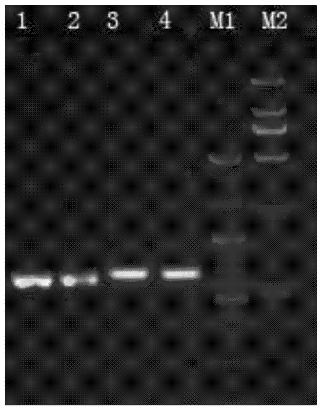 A functional marker of rice temperature-sensitive sterile gene tms5 and its application