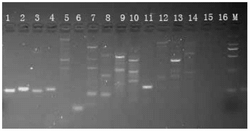 A functional marker of rice temperature-sensitive sterile gene tms5 and its application