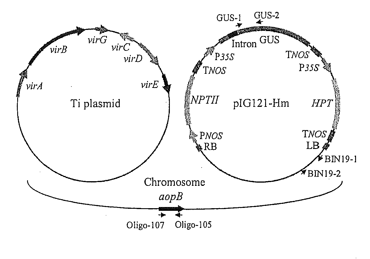 Usage of exocyst complex component or sec3 or its homolog in delivery of exogenous molecules in transit