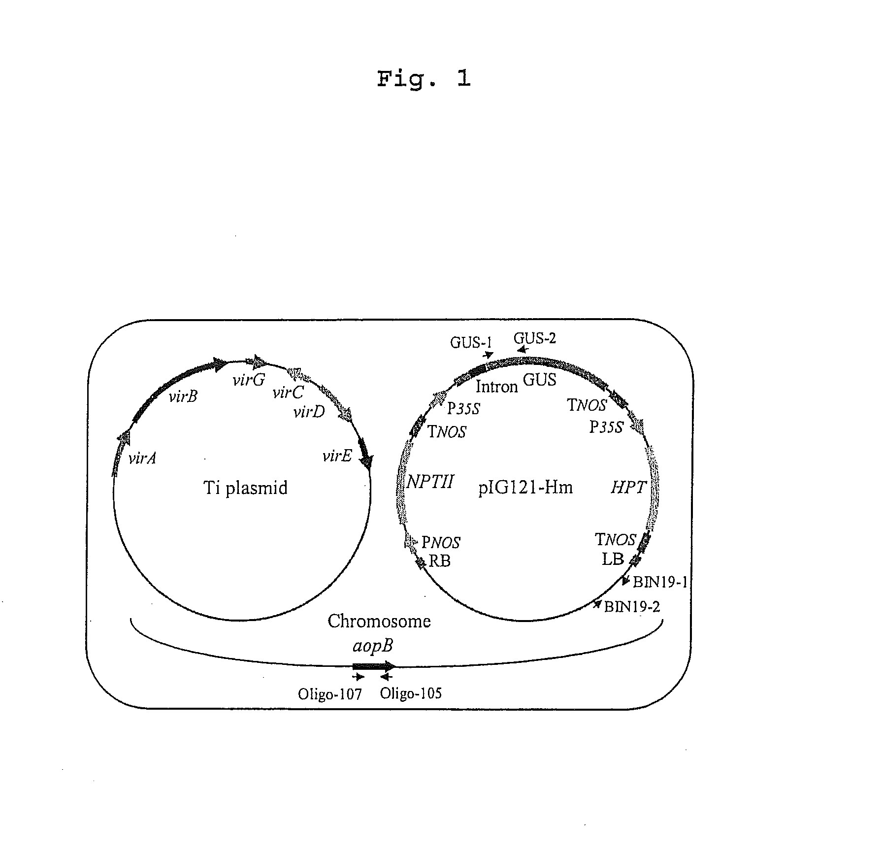 Usage of exocyst complex component or sec3 or its homolog in delivery of exogenous molecules in transit