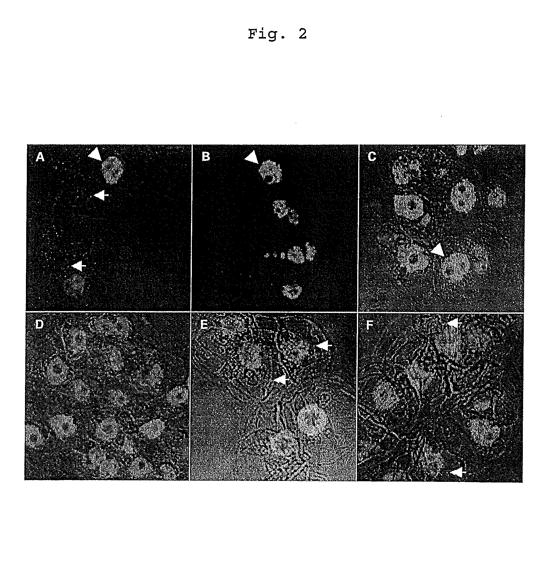 Usage of exocyst complex component or sec3 or its homolog in delivery of exogenous molecules in transit