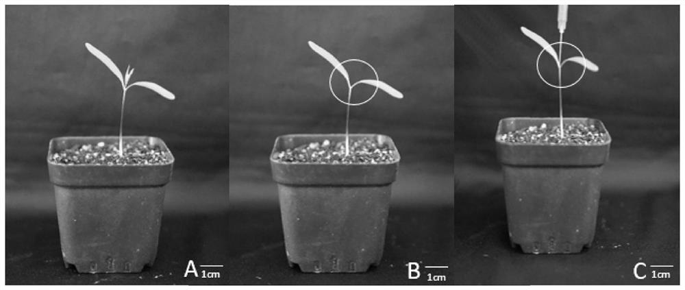 Method for genetic transformation of eucommia ulmoides by injection