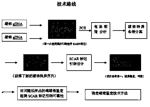 SCAR molecular mark for performing sex identification of siraidia grosvenorii