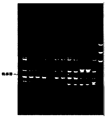 SCAR molecular mark for performing sex identification of siraidia grosvenorii