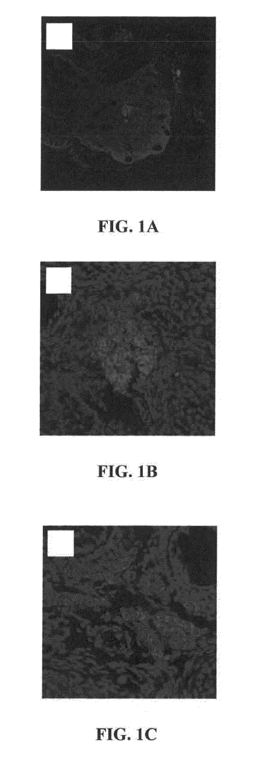 Methods and compositions for producing germ cells from bone marrow derived germline stem cells