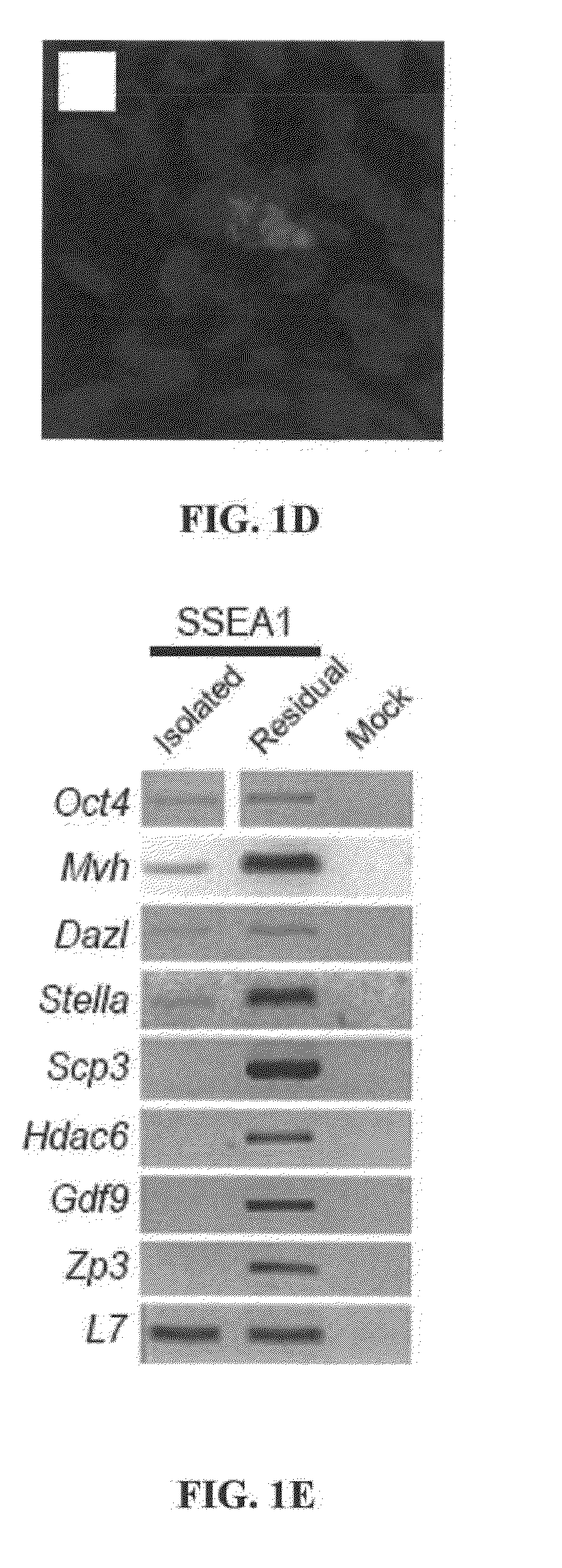 Methods and compositions for producing germ cells from bone marrow derived germline stem cells