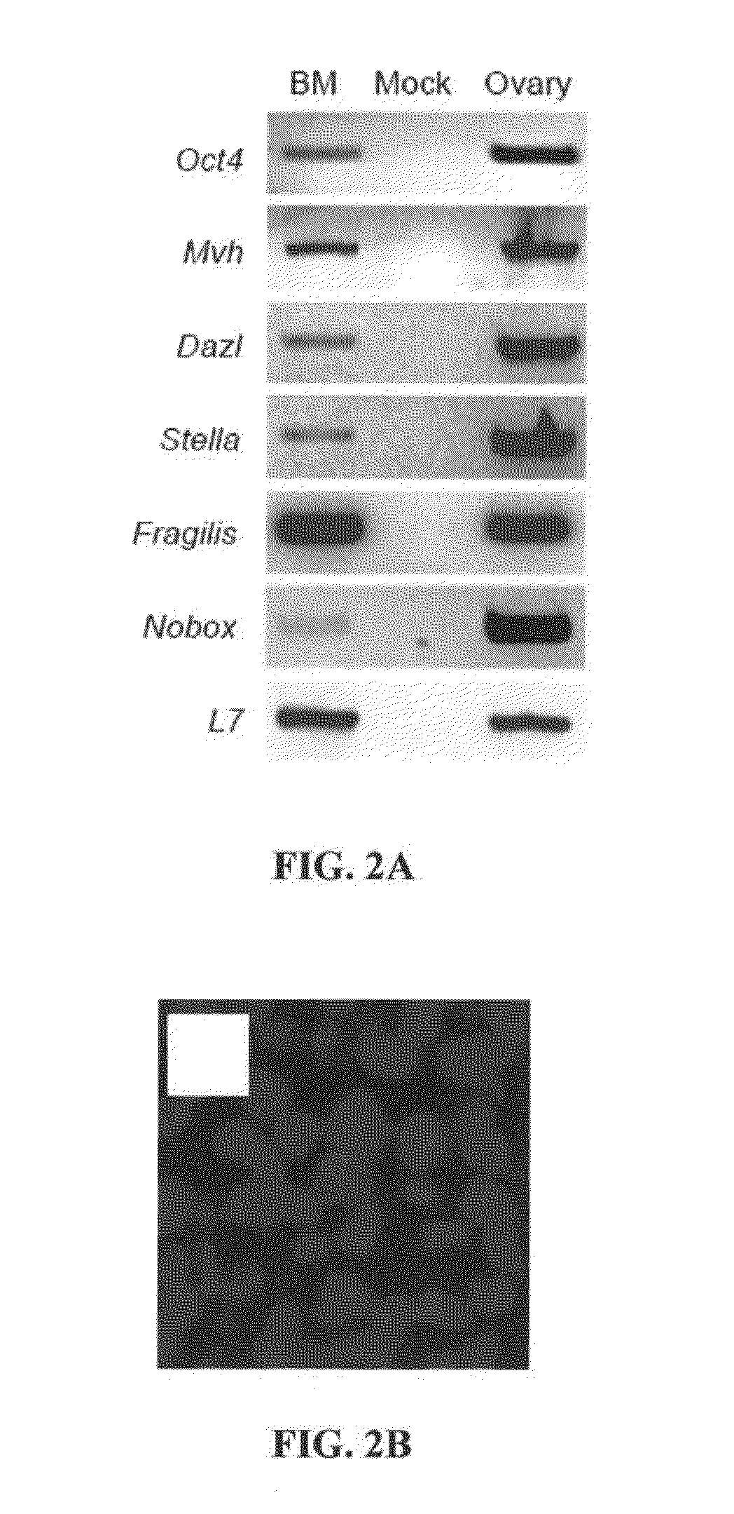 Methods and compositions for producing germ cells from bone marrow derived germline stem cells