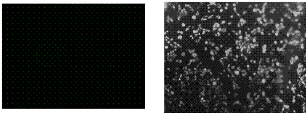 A method for hydrophilic modification of the surface of a porous hydrophobic material