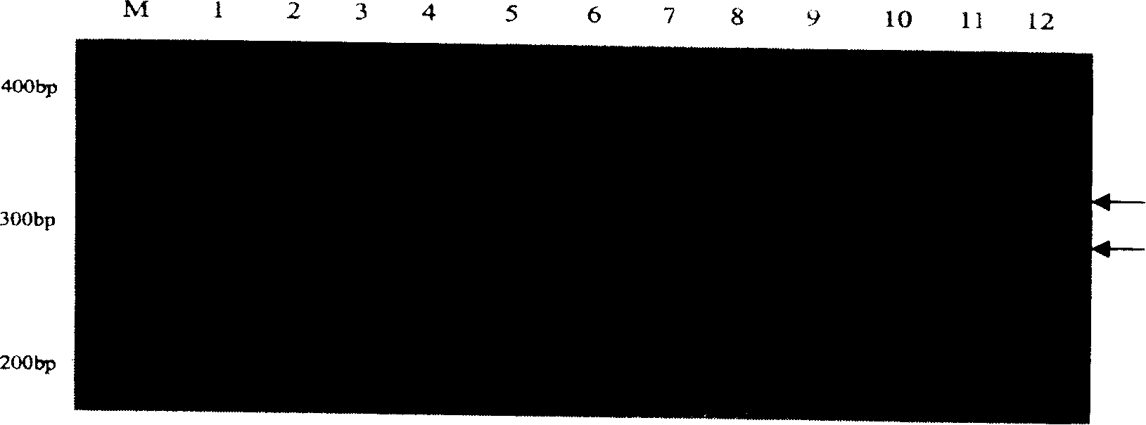 Method for identifying soybean seed authenticity and/or purity of variety