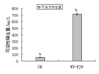 Burkholderia multivorans WS FJ9 and application thereof to growth promotion of pine