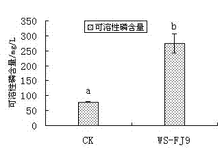 Burkholderia multivorans WS FJ9 and application thereof to growth promotion of pine