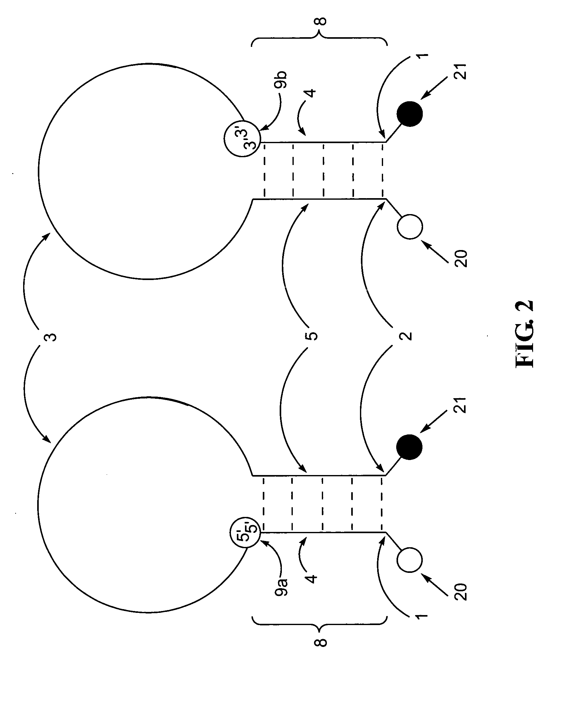 Polynucleotide detection method employing self-reporting dual inversion probes