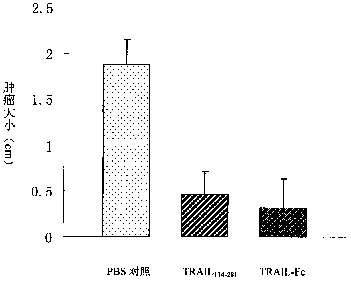 Recombinant TRAIL-Fc fusion protein as well as preparation and application thereof