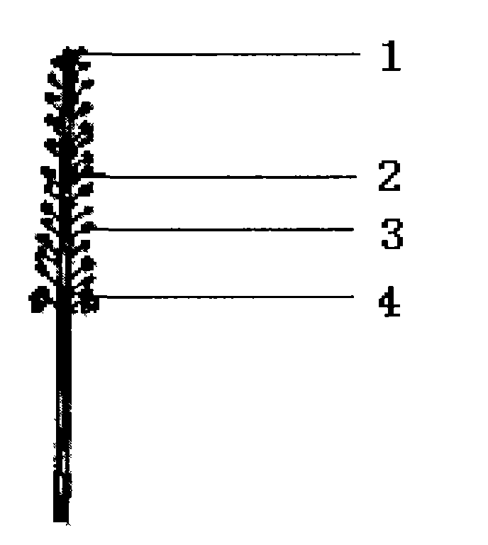 Method for pruning inflorescences of rapeseed plants in early blooming period