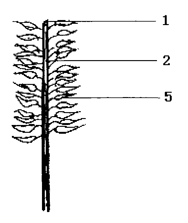 Method for pruning inflorescences of rapeseed plants in early blooming period