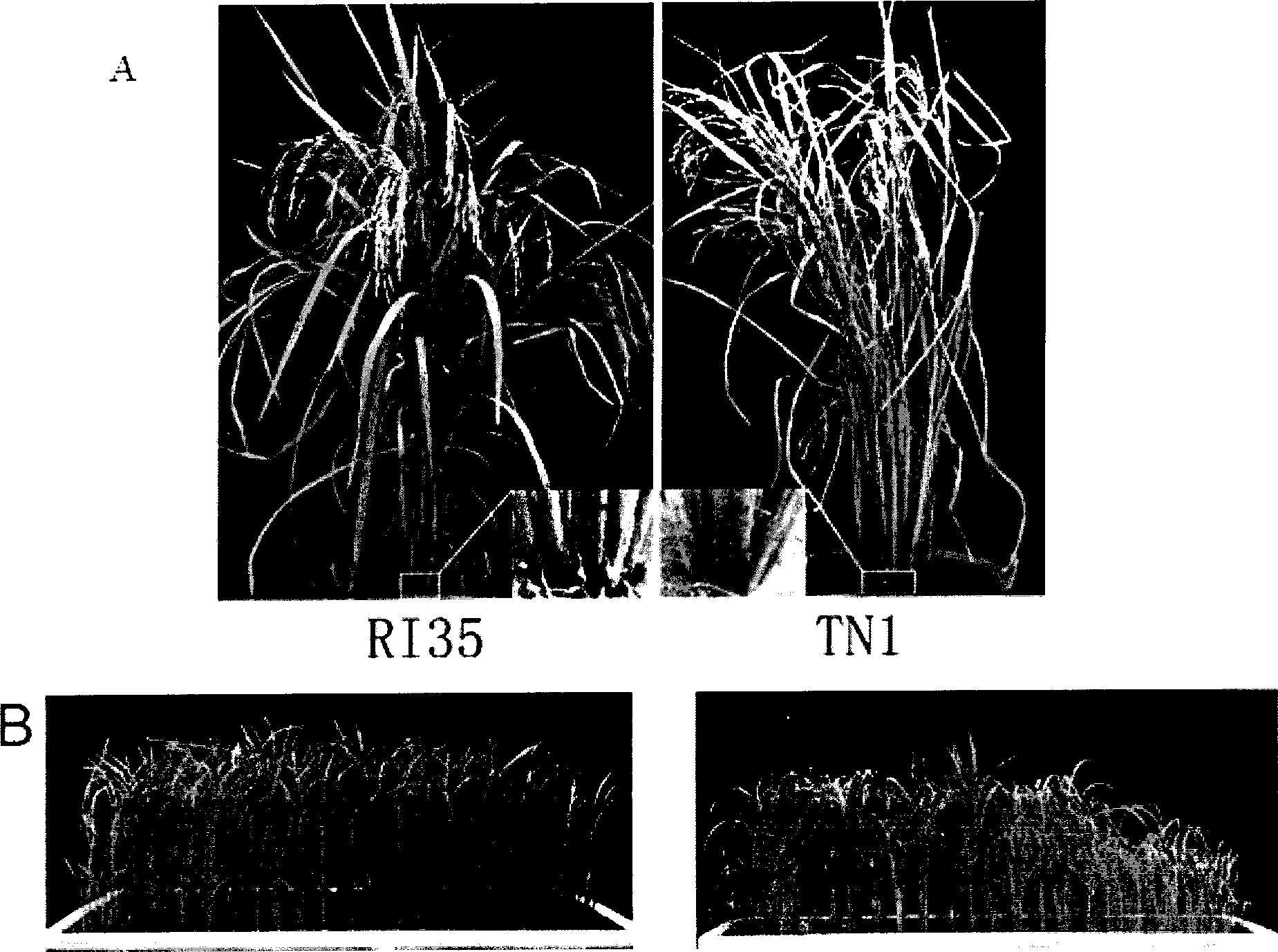 Brown planthopper resistant gene in rice and use thereof