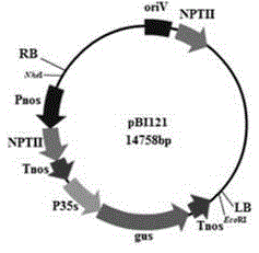 ti plasmid Aspergillus niger gene replacement expression vector and its application