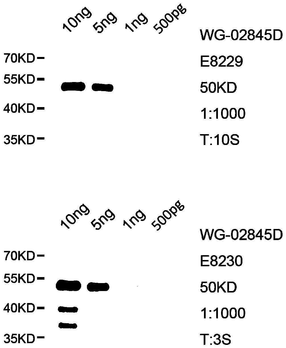 Method for preparing pET-28a-SUMO-coagulation factor II protein antigen and polyclonal antibody thereof