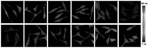 Biological nanocomposite material, and synthesis method and application thereof