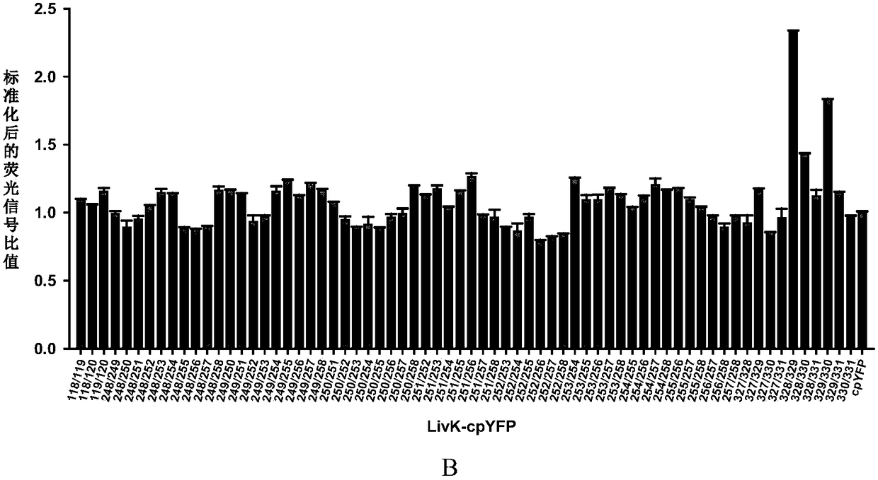 Branched chain amino acid fluorescent probe and application thereof