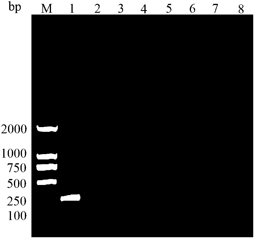 Pair of tuta absoluta specific SS-COI primers, and rapid PCR detection method and kit