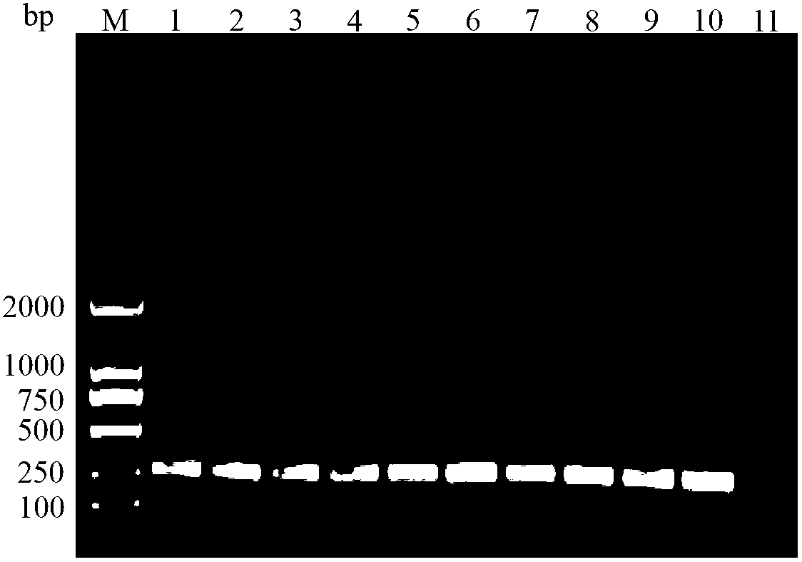 Pair of tuta absoluta specific SS-COI primers, and rapid PCR detection method and kit