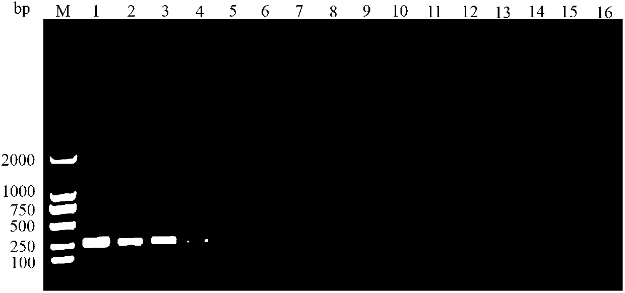 Pair of tuta absoluta specific SS-COI primers, and rapid PCR detection method and kit