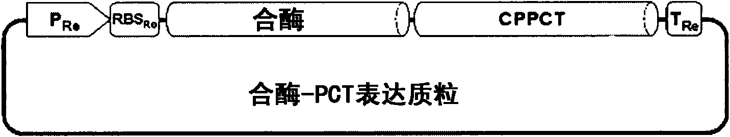 Copolymer containing 3-hydroxyalkanoate unit and lactate unit, and its manufacturing method