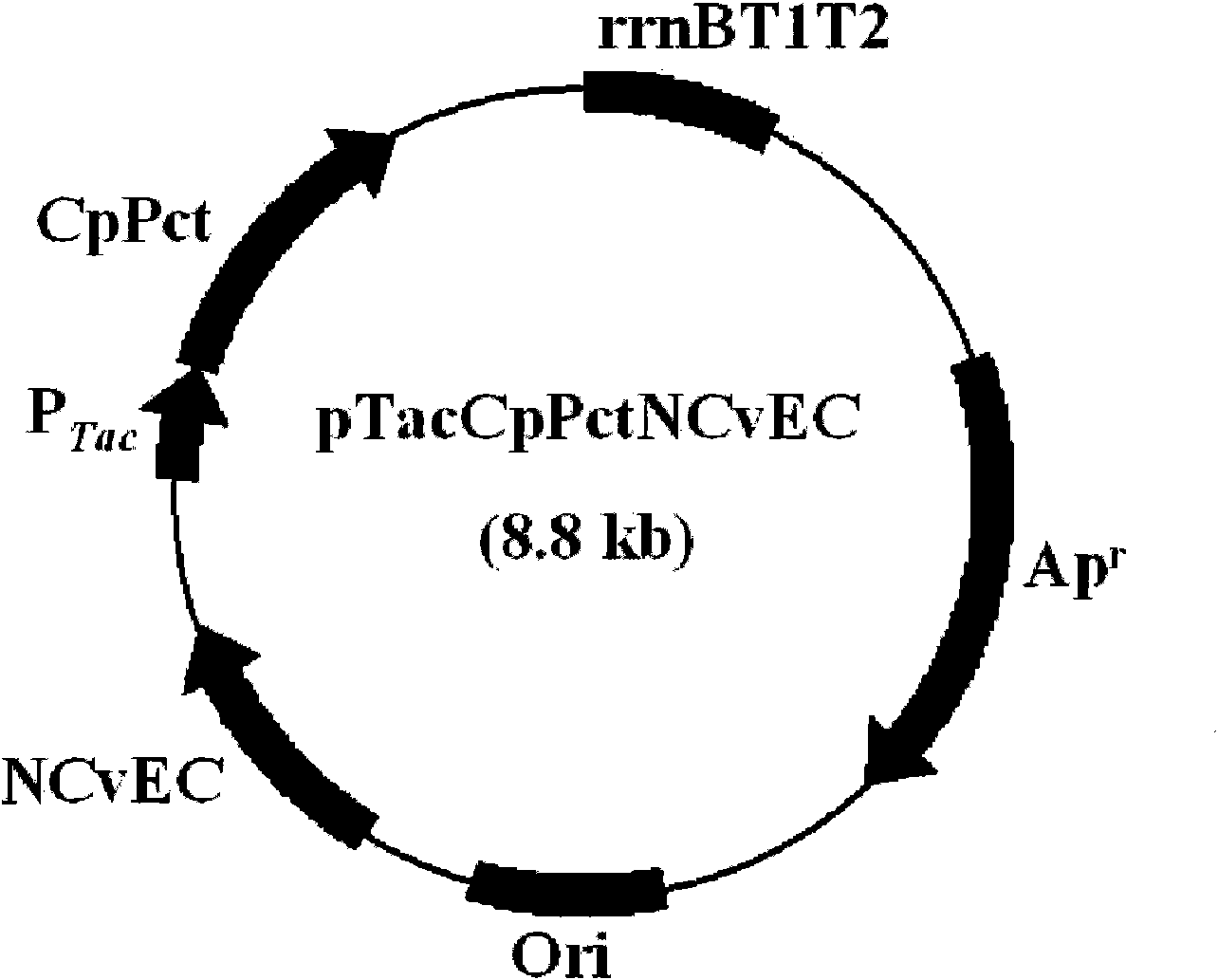 Copolymer containing 3-hydroxyalkanoate unit and lactate unit, and its manufacturing method