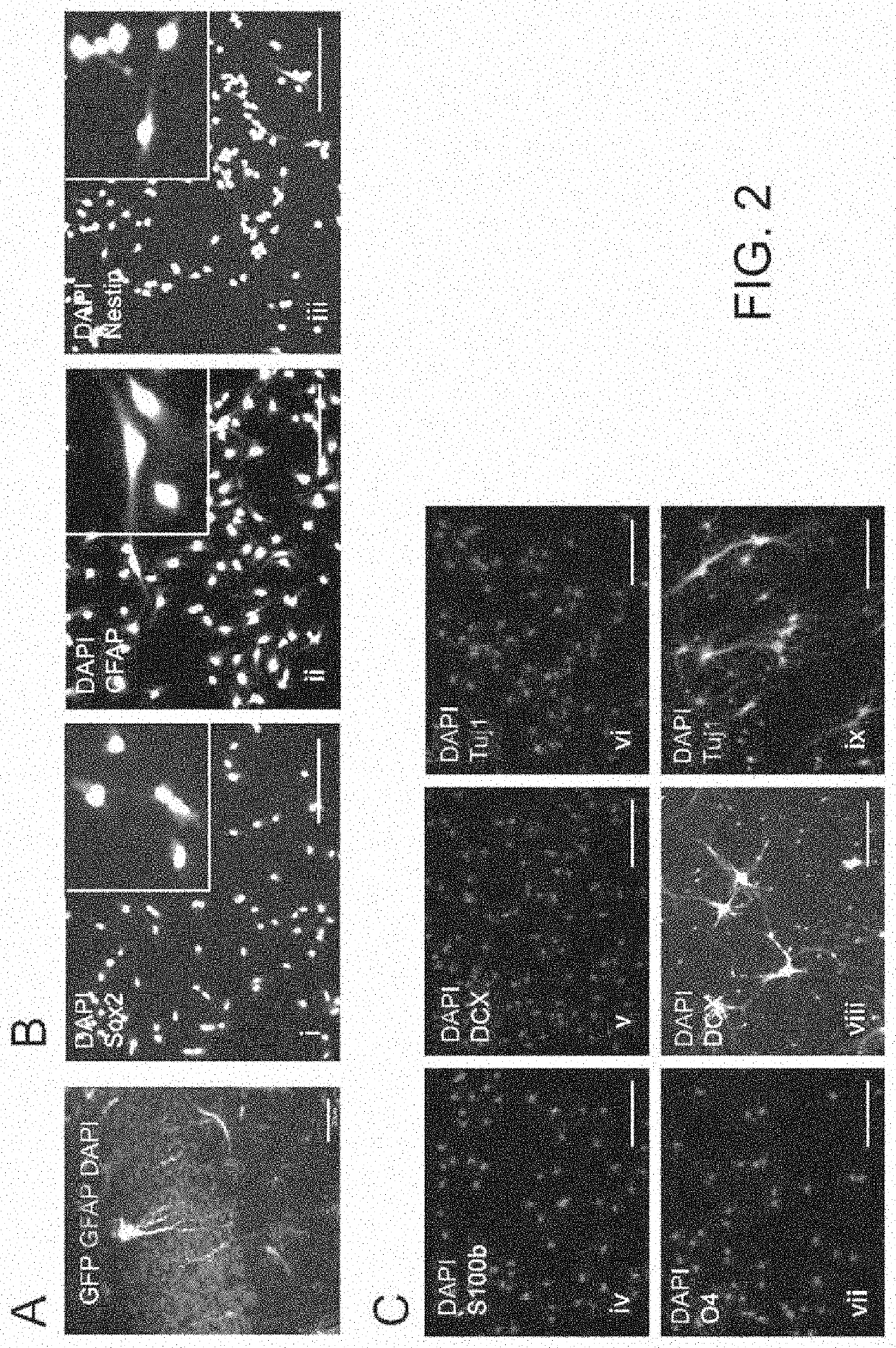 MiRNA pharmaceutical compositions and therapeutic uses thereof