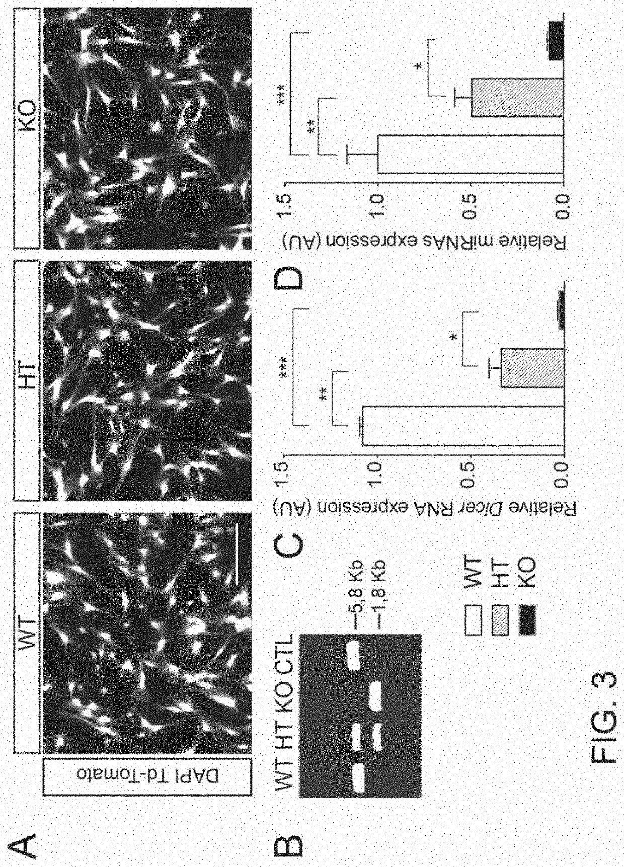 MiRNA pharmaceutical compositions and therapeutic uses thereof