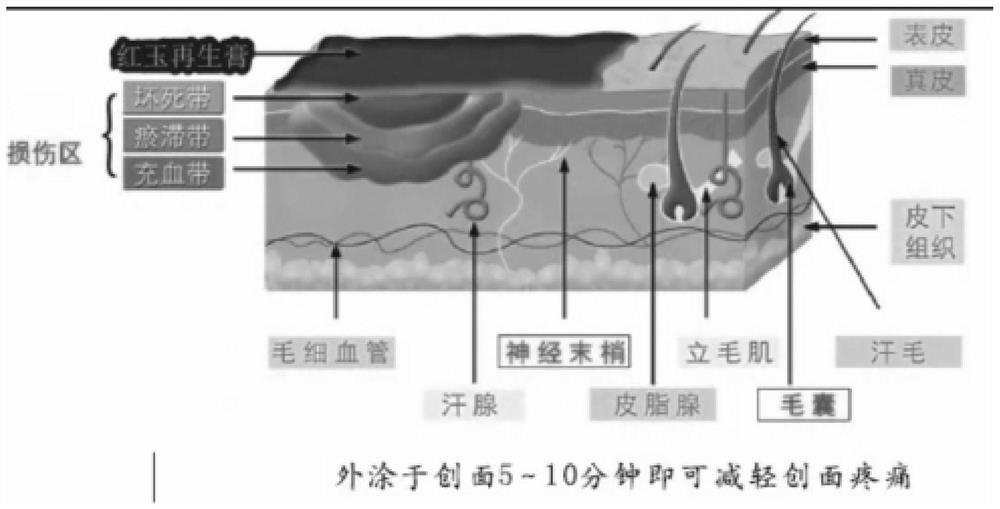 Ruby regeneration ointment and preparation process thereof