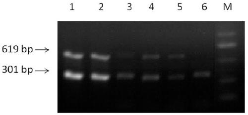 PCR primer combination for Passiflora edulia Sims cucumber mosaic virus and detecting method