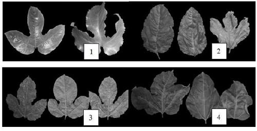 PCR primer combination for Passiflora edulia Sims cucumber mosaic virus and detecting method