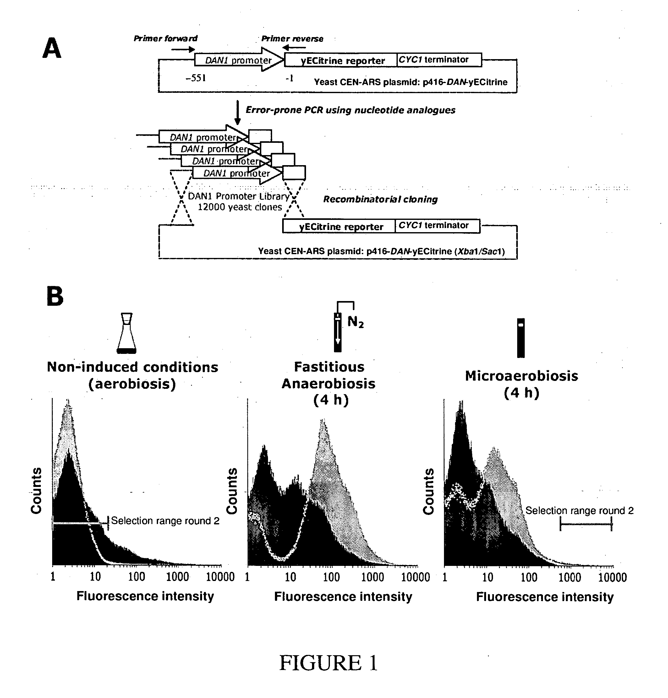 Promoter engineering and genetic control