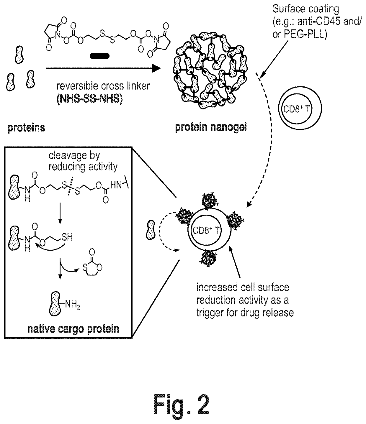 Cell surface coupling of nanoparticles