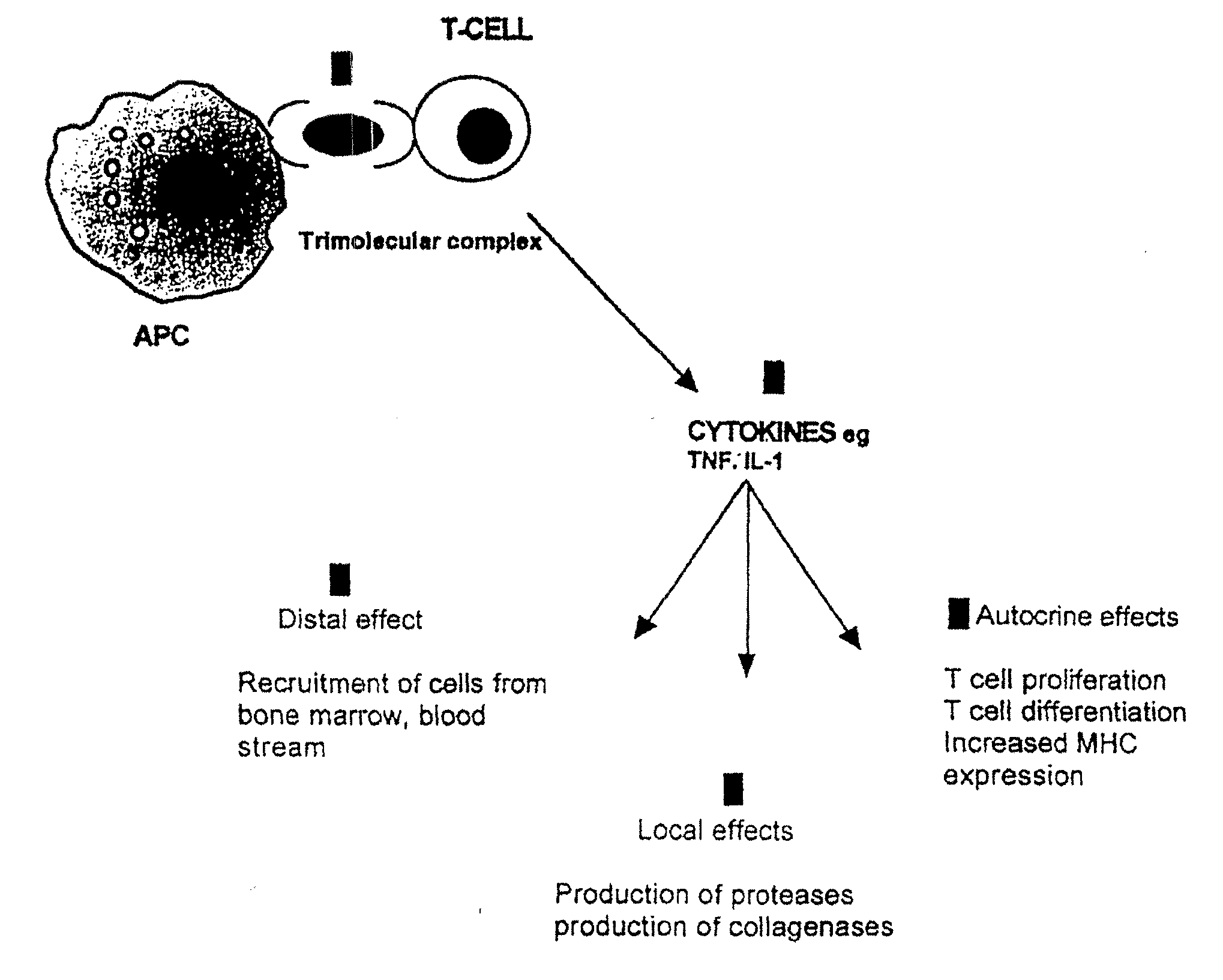 T cell antigen receptor peptides