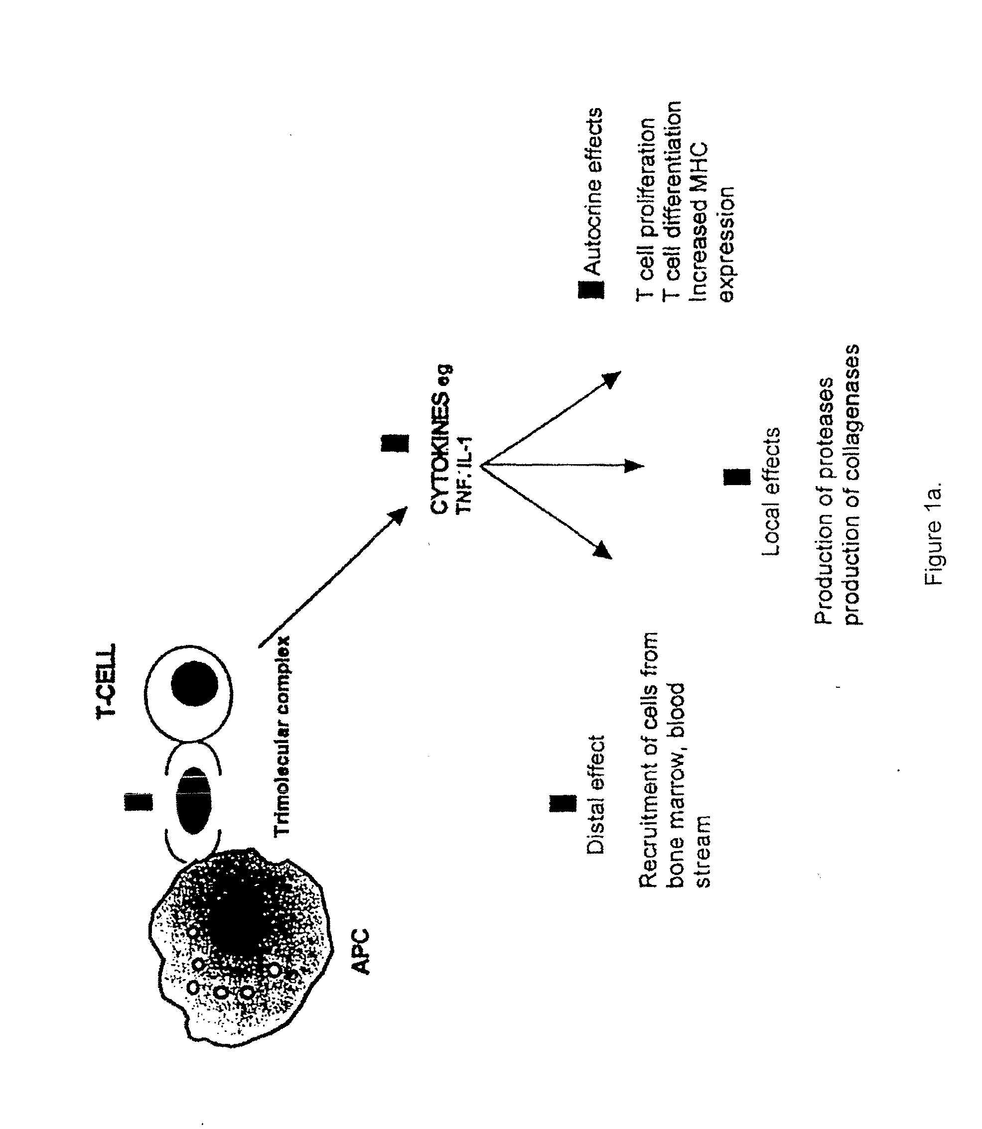 T cell antigen receptor peptides