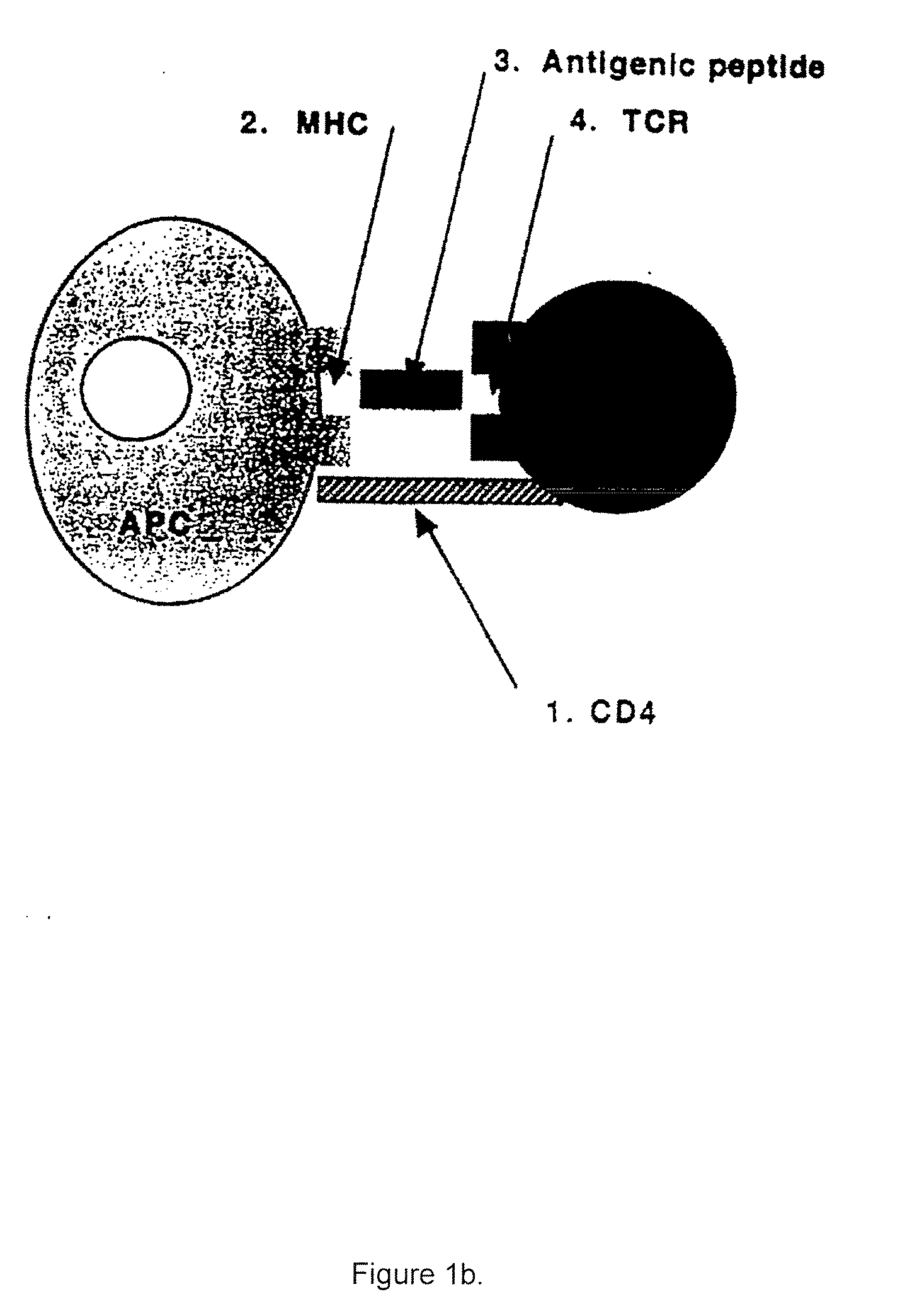 T cell antigen receptor peptides