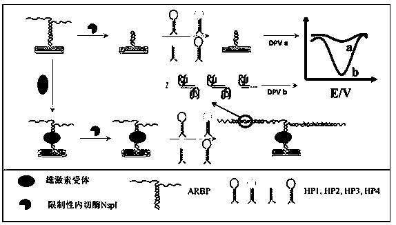 Electrochemical method for detecting androgen receptors based on androgen receptor recognition element and G-quadruplex hybridization chain amplification reaction