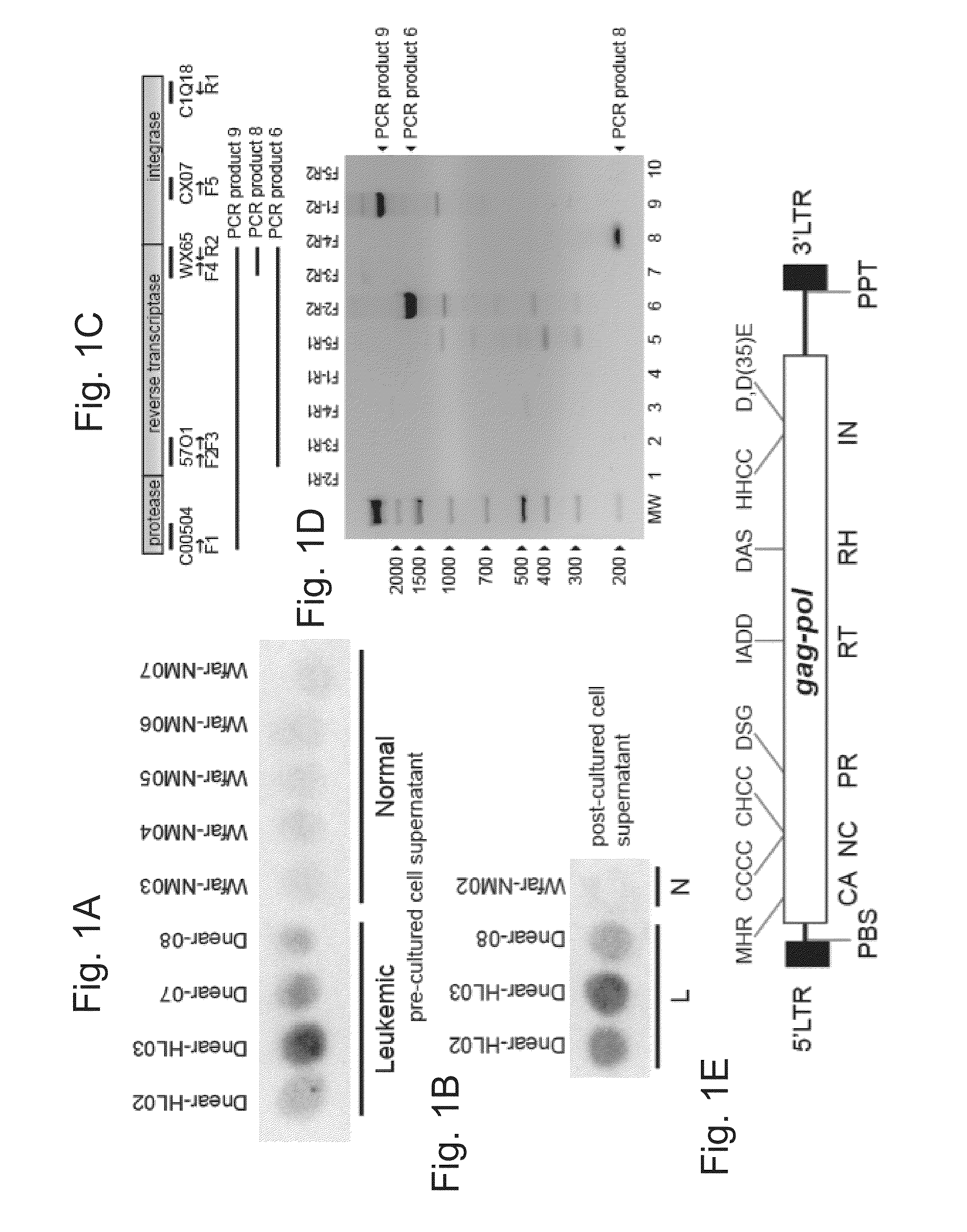 Novel retroelement found in mollusks