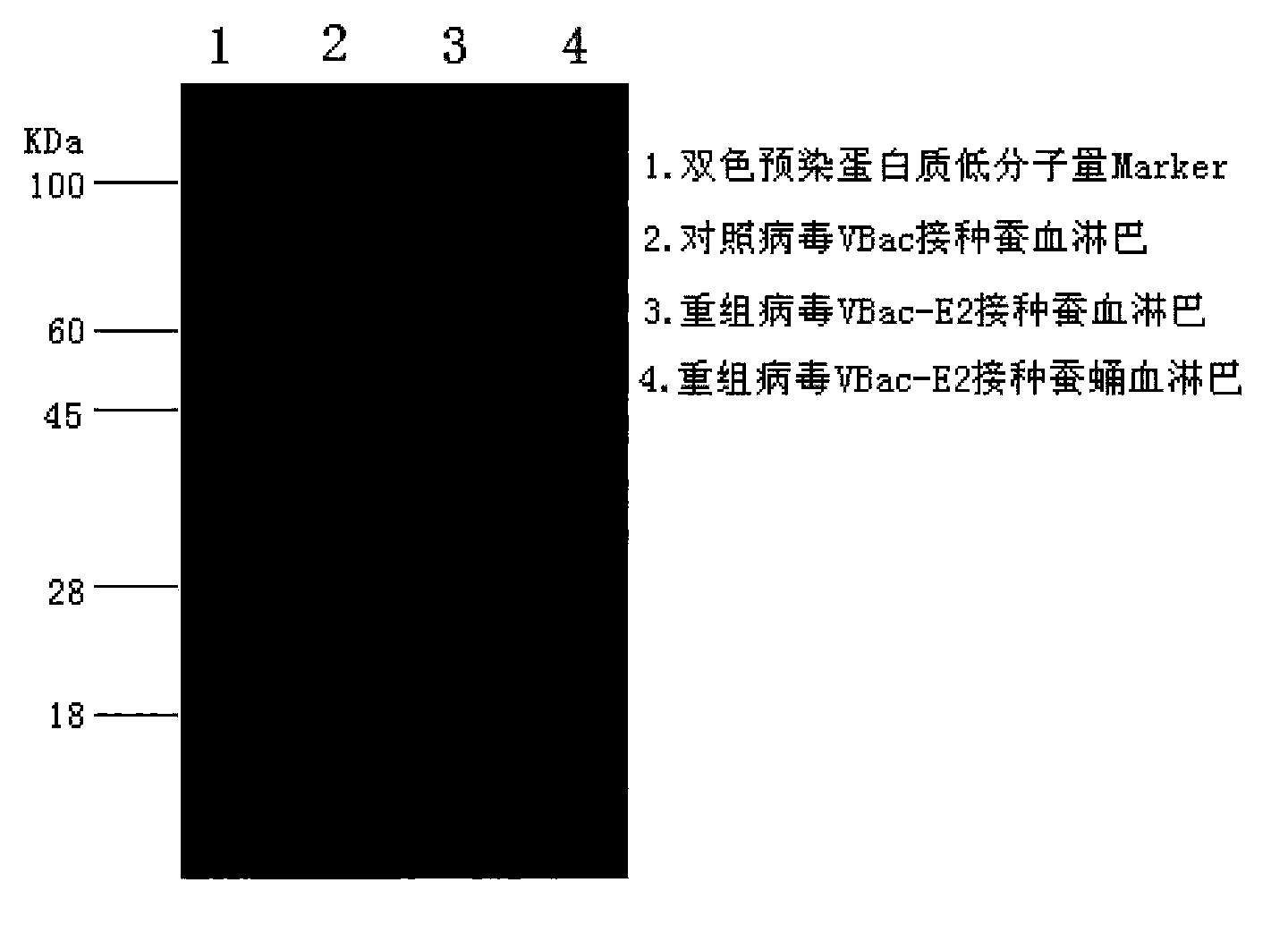 Swine fever and porcine pseudorabies bivalent vaccine as well as preparation method and application thereof