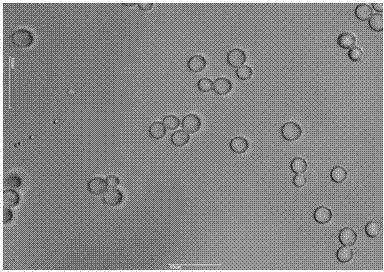 A highly salt-tolerant Zygomyces rouckeri